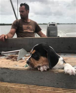 A Beagle dog on a boat