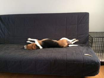2.5 year old male Beagle on couch