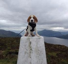 beagle not eating lethargic