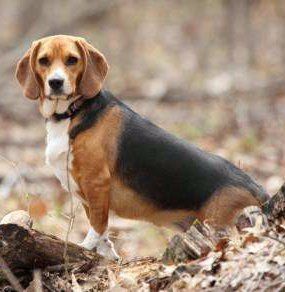 picture of a beagle hound