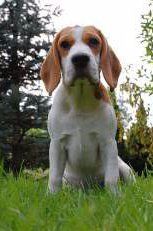 common beagle food allergies
