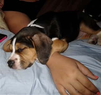 beagle-puppy-sleeping-on-owner