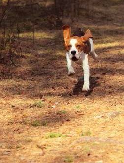 Beagle running fast