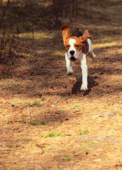 Beagle Rabbit Hunting Beaglepro