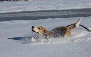 Beagle running in winter snow