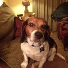 Beagle with big ears