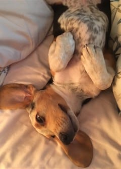 beagle-up-side-down