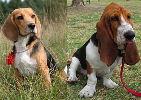 beagle-vs-basset-hound 