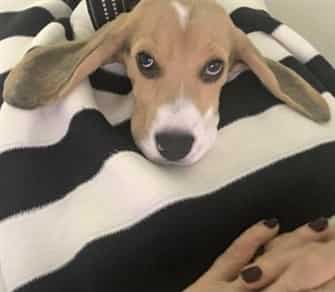 beagle-with-long-ears