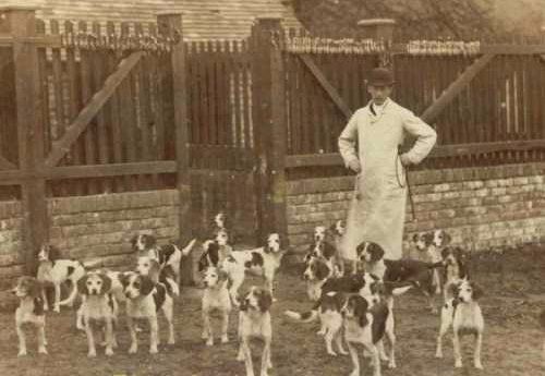 A pack of Beagles from 1885