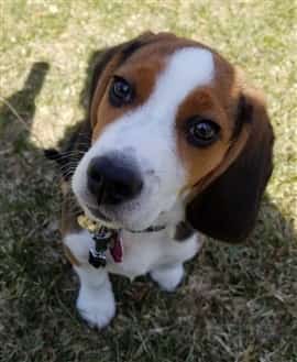 beagle puppy bites a lot