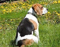 beagle-in-field.