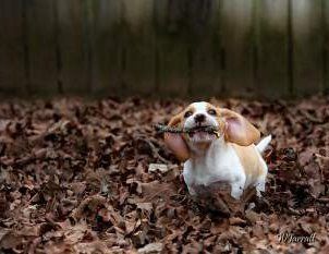 Beagle puppy in woods with stick in mouth