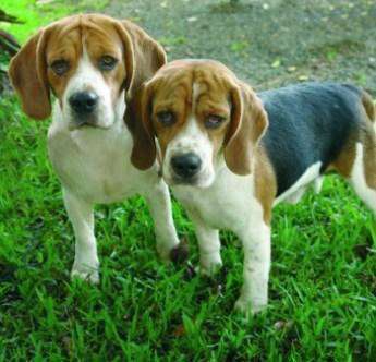 english beagle puppies