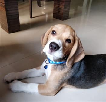 handsome Beagle dog