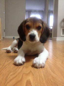 bad things about beagles