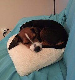Beagle dog's nose