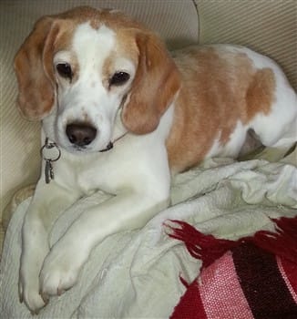 adult lemon beagle