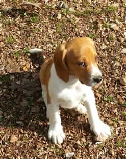 training your beagle puppy