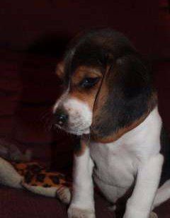 beagle puppy training