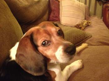 cute female beagle names