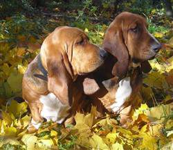 pair of basset hounds