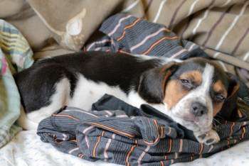Pocket Beagles Tiny And Miniature Beagle Dogs
