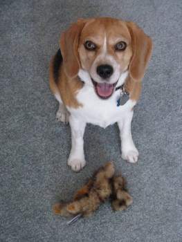 beagle dog shed