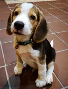 mini beagle rescue