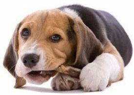 teething Beagle puppy