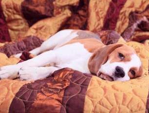 tuckered out Beagle dog