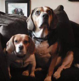 two Beagle dogs