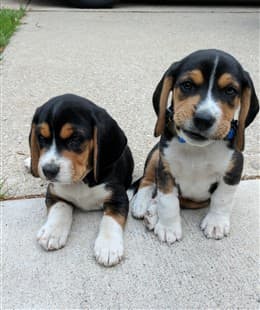 Months Beagle Size 3+ Thousand Beagle Side Royalty-Free Images