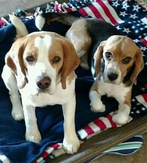 Two Beagles on flag blanket