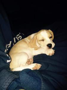 lemon beagle puppies for sale near me
