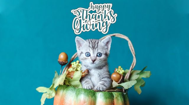 clearview cat and dog hospital