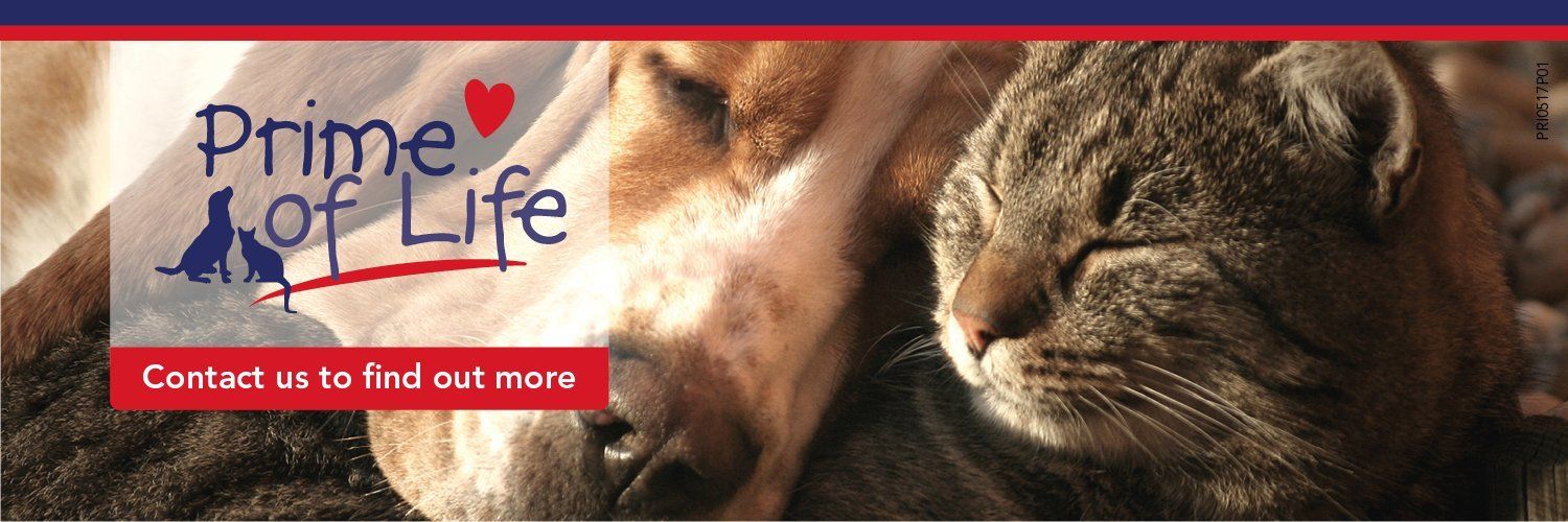 Grange Vets, friendly veterinary clinics in Darlington and Newton Aycliffe