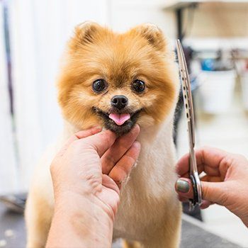 Doggy Daycare | Lacey, WA | Grateful Dogs Grooming and Daycamp