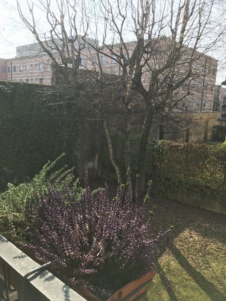 giardino con grandi alberi