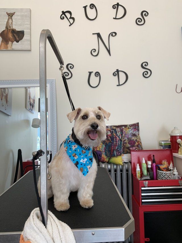 Pet Grooming Chicago, IL Buds N’ Suds