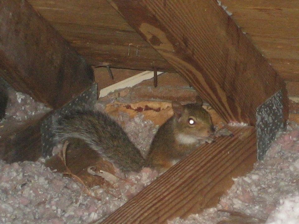 How To Prevent Squirrel Damage To Your Home