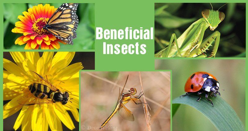 beneficial-insects