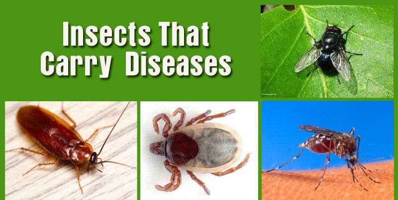 insects-that-carry-diseases