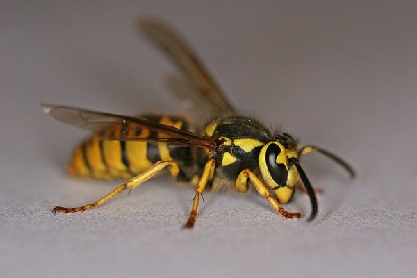 Bees Wasps Hornets Yellow Jackets What S The Difference