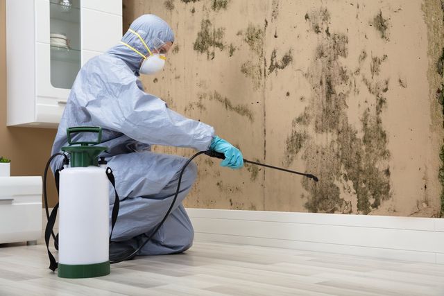 High Point Mold Removal