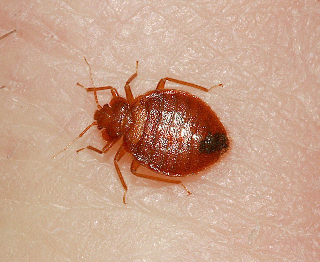 Bed Bug Basic Biology