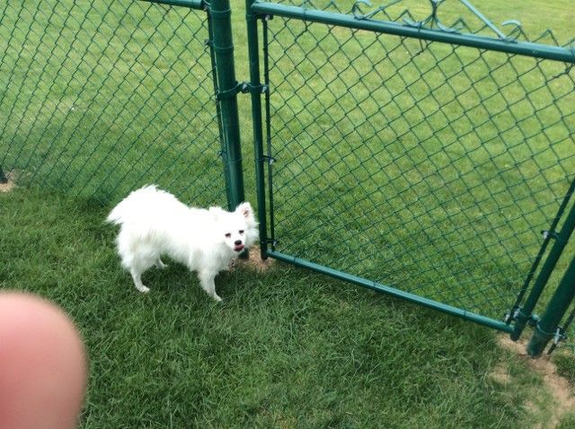 Chain Link Fences Keystone Fence Company Erie Harborcreek Millcreek Pa