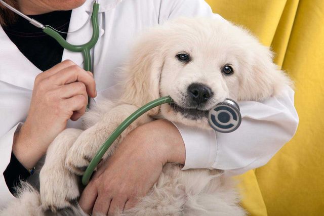 puppy veterinarian