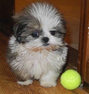 Expected Cost Of A Shih Tzu Puppy