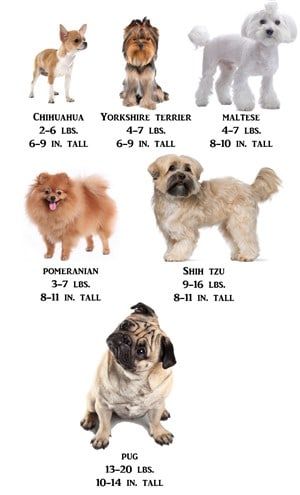 dog breeds under 20lbs